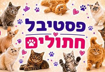 Cat Festival for the Whole Family - Exhibition of Cats of Various Breeds, Kittens, Interaction Area, and Soap Bubble Show (10:00)